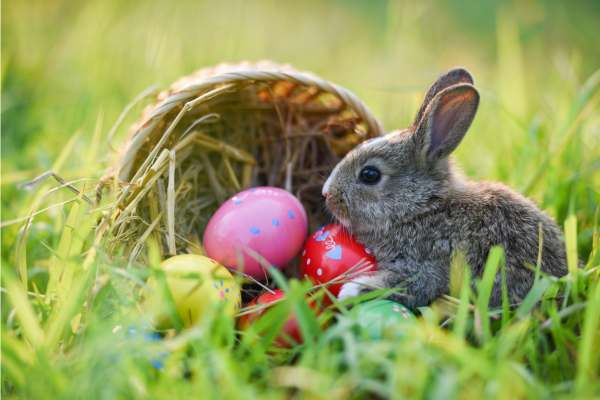 Foto de un conejo de Pascua.