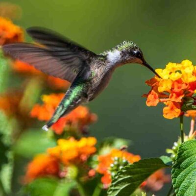 Significado espiritual del colibrí cuando se aparece en tu casa.