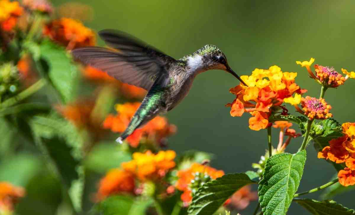 Significado espiritual del colibrí cuando se aparece en tu casa.