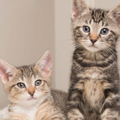 significado y personalidad del gato según el color