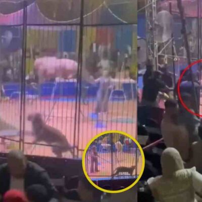 tigre se lanzó a su domador en medio de un espectáculo