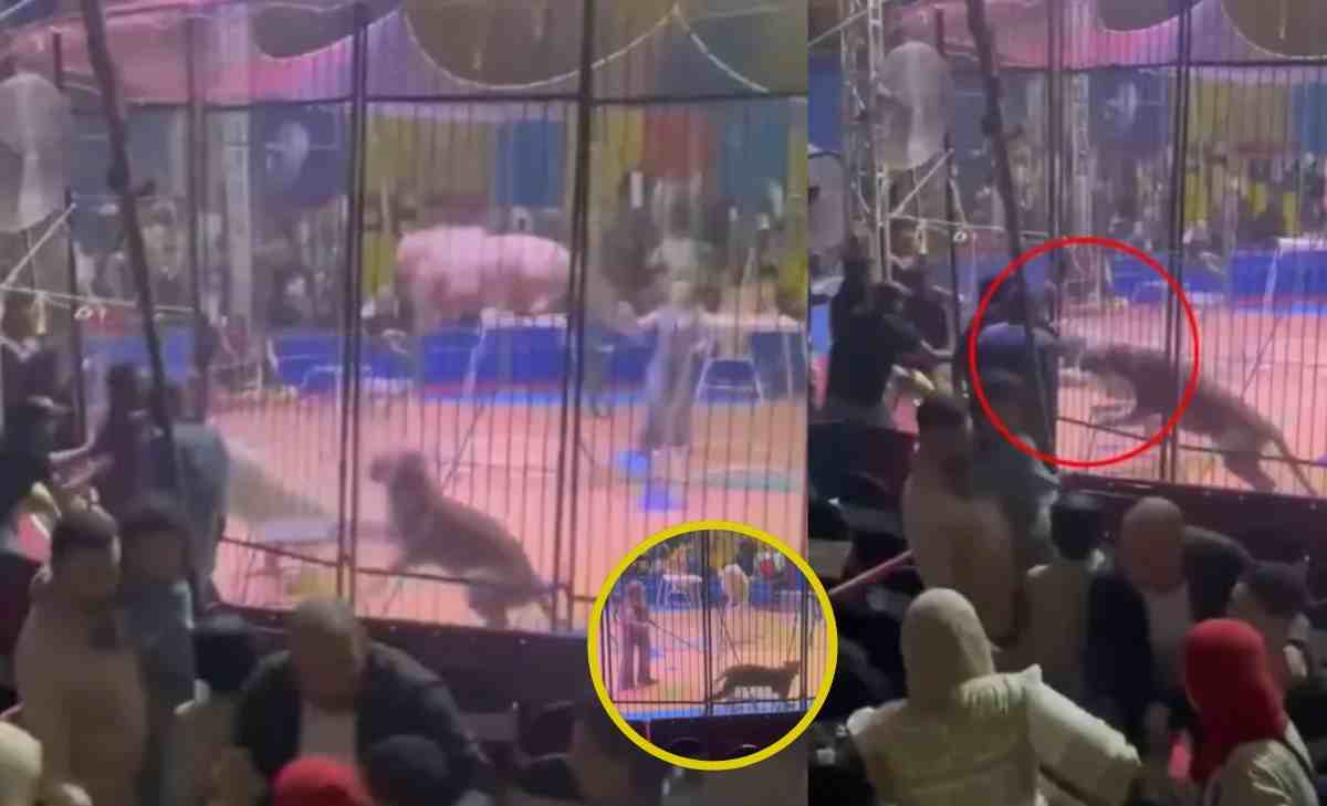 tigre se lanzó a su domador en medio de un espectáculo