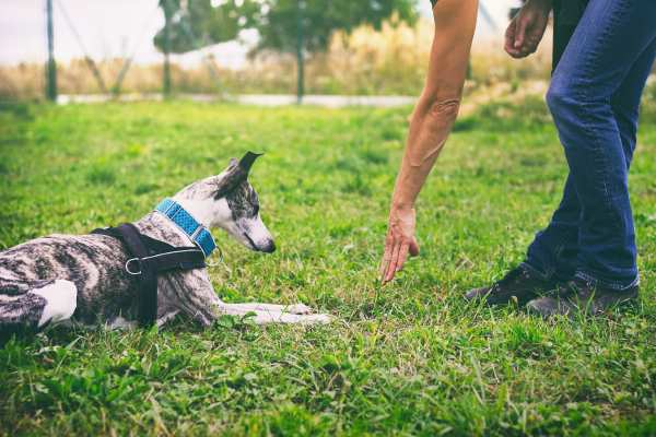 tips para enseñarle a tu perro a orinar en un solo lugar