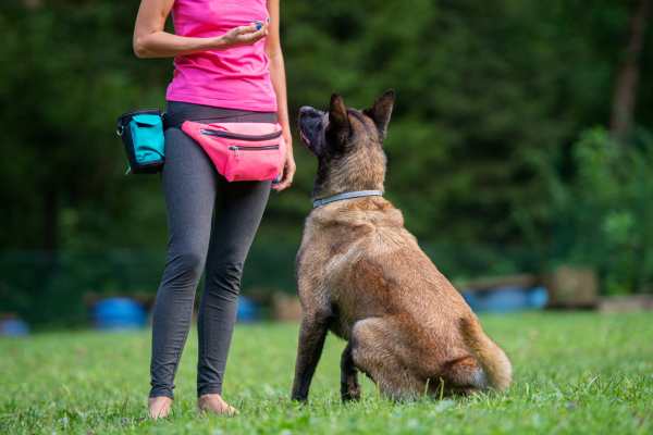 tips para enseñarle a tu perro a orinar en un solo lugar