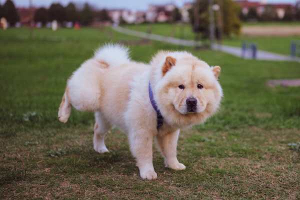 tips para enseñarle a tu perro a orinar en un solo lugar