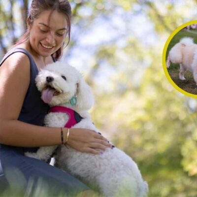 tips para enseñarle a tu perro a orinar en un solo lugar
