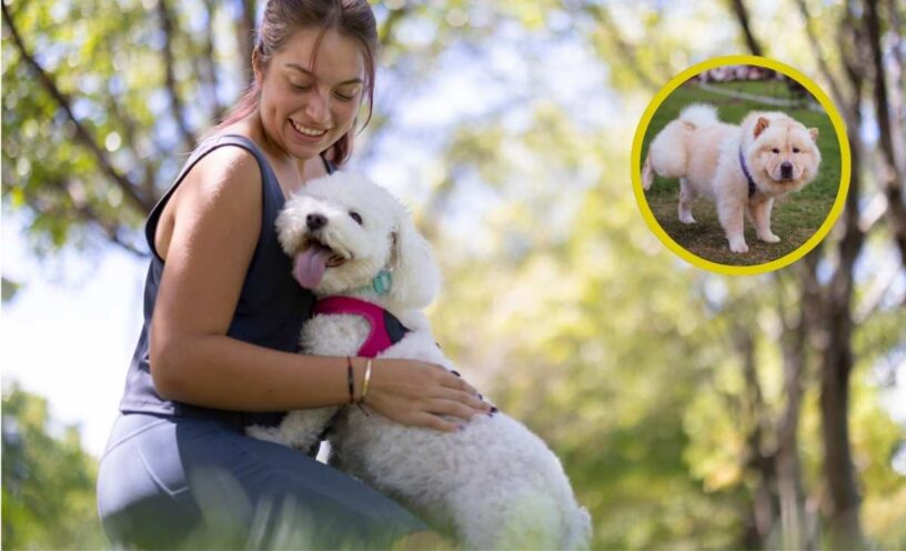 tips para enseñarle a tu perro a orinar en un solo lugar