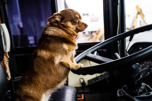 viajar en bus con mascotas en Colombia