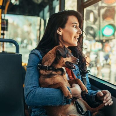 viajar en bus con mascotas en Colombia