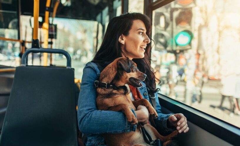 viajar en bus con mascotas en Colombia