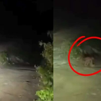 Video de la extraña criatura que captaron en plena vía de Colombia