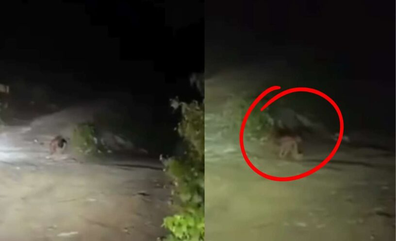 Video de la extraña criatura que captaron en plena vía de Colombia