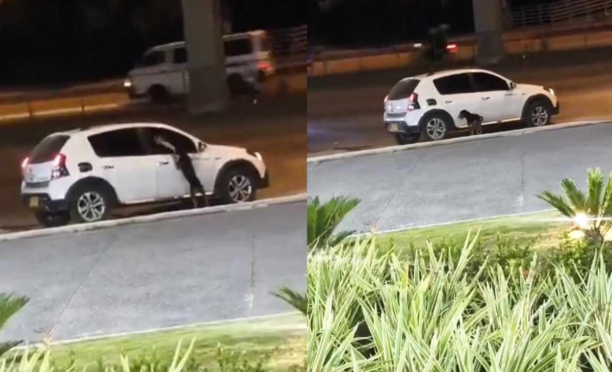 video en el que se ve como abandonan a un perro desde la ventana de un carro