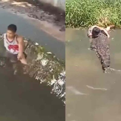 turista atacado por un cocodrilo en un zoológico