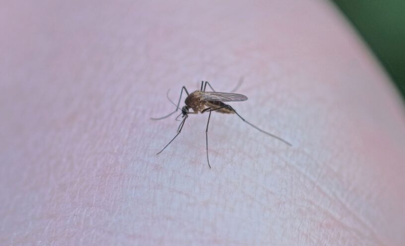 virus similar al dengue Oropouche