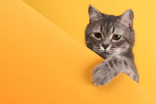 ¿Cuál es la multa por no cumplir norma al tener un gato en un conjunto?
