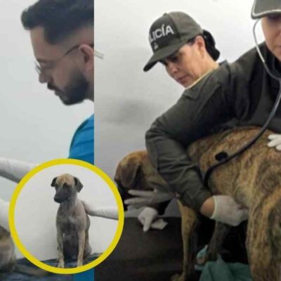 ¿Cómo está Bizcocho, el perro que fue brutalmente maltratado en Bolívar?