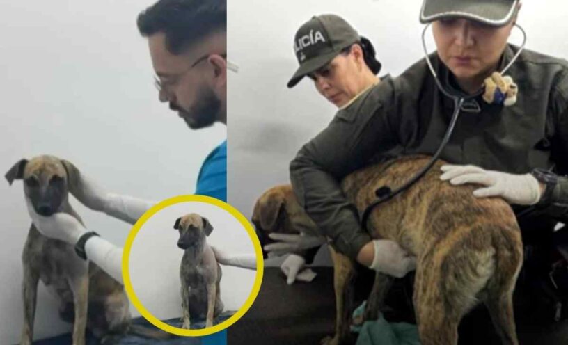 ¿Cómo está Bizcocho, el perro que fue brutalmente maltratado en Bolívar?