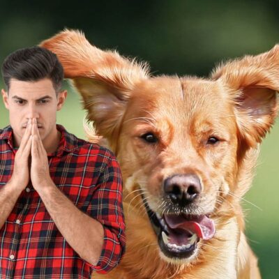 sanción para dueños de mascotas