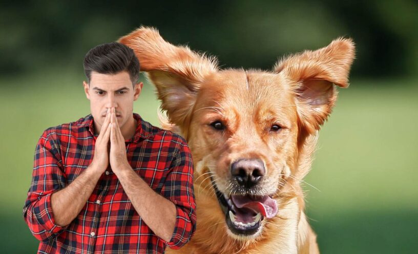 sanción para dueños de mascotas