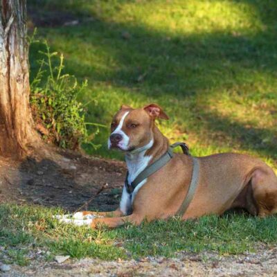 Famosa actriz atacada por Pitbull: Detalles del incidente y estado de salud