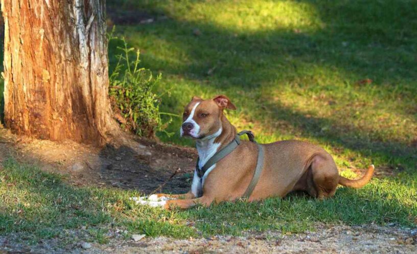 Famosa actriz atacada por Pitbull: Detalles del incidente y estado de salud