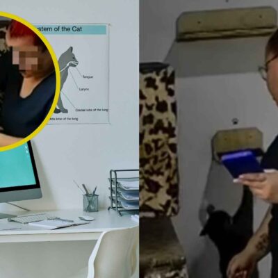 Mujer fue captada en video golpeando a varios gatos