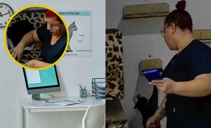 Mujer fue captada en video golpeando a varios gatos