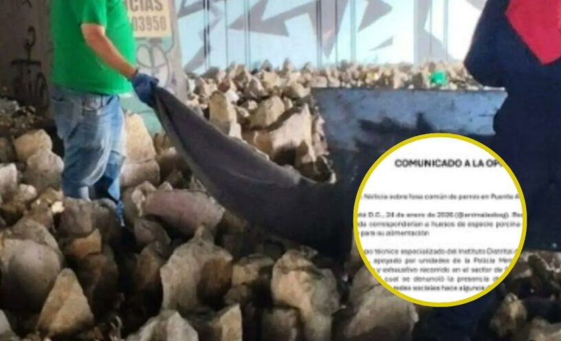 Esta es la verdad detrás de los cadáveres de perros en Bogotá