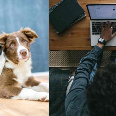 cómo venden perros y gatos falsos por internet