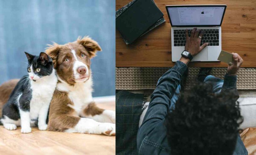 cómo venden perros y gatos falsos por internet