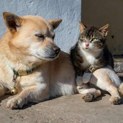 Jornadas de esterilización gratuitas en Bogotá