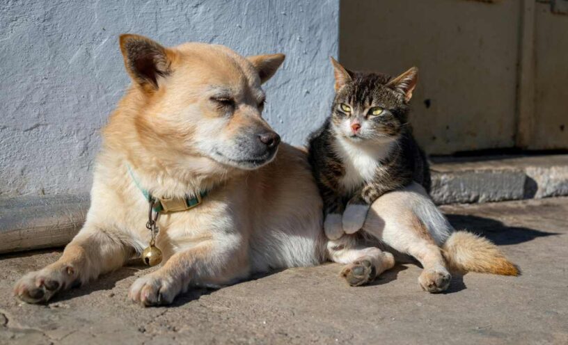 Jornadas de esterilización gratuitas en Bogotá