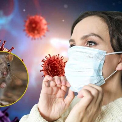 ¿Qué es el hantavirus, cómo se transmite y cuáles son sus síntomas?