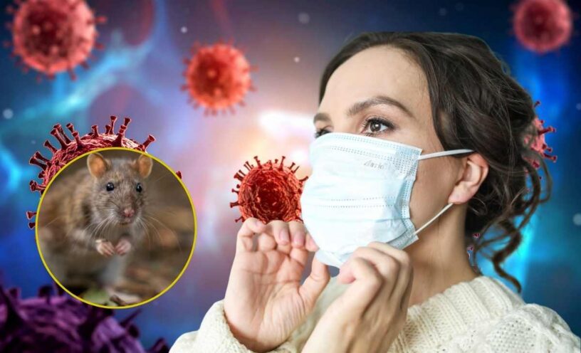¿Qué es el hantavirus, cómo se transmite y cuáles son sus síntomas?