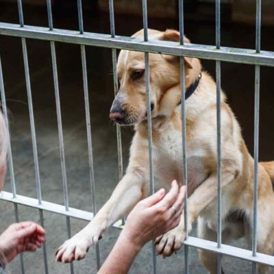 Mascotas al rescate en Colombia: cómo adoptar, requisitos y lugares