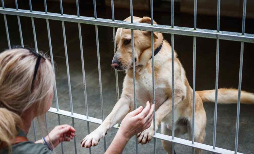 Mascotas al rescate en Colombia: cómo adoptar, requisitos y lugares