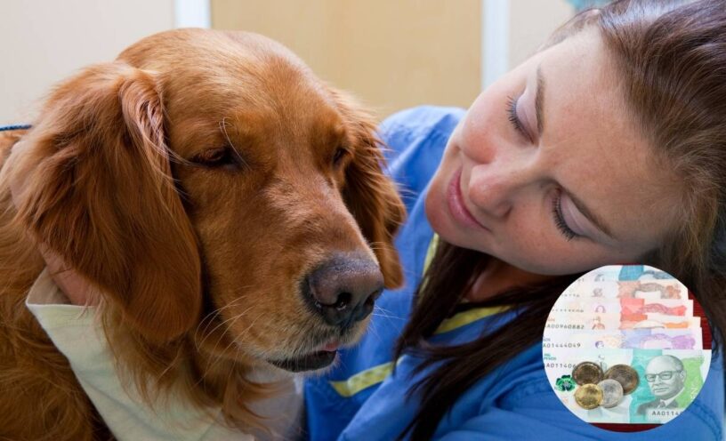 Seguro para mascotas en Colombia: qué cubre cuánto vale y cuál conviene
